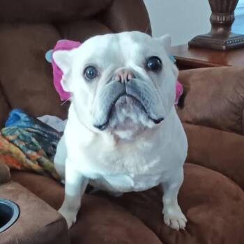 Rescue French Bulldog Dogs for Adoption in Stokesdale, North Carolina - Bubba | PetCurious