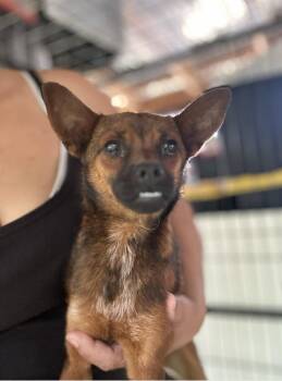 Chihuahua and Terrier Dogs Available for Adoption - Lizzy | PetCurious