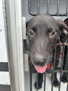 Larry -  Labrador Retriever Dog for Adoption in Mobile, Alabama - Larry | PetCurious