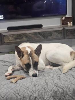 Rescue Cattle Dog Dogs for Adoption in Mcallen, Texas - Callie | PetCurious