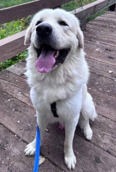 Steve -  Great Pyrenees Dog for Adoption in St. Helens, Oregon - Steve | PetCurious