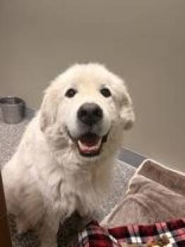 Summit -  Great Pyrenees Dog for Adoption in Redmond, Oregon - Summit | PetCurious