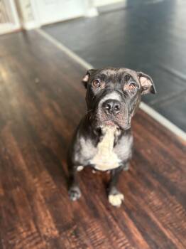 Rescue Pit Bull Terrier Dogs for Adoption in Felton, Pennsylvania - Blue Moon | PetCurious
