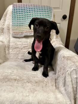 Wirehaired Terrier Dogs Available for Adoption - ANGEL | PetCurious