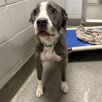 Pit Bull Terrier and Mixed Breed Dogs Available for Adoption - ROXY | PetCurious