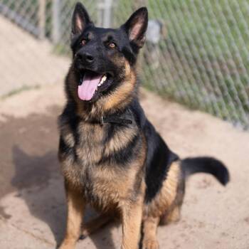 Archer -  German Shepherd Dog Dog for Adoption - Archer | PetCurious