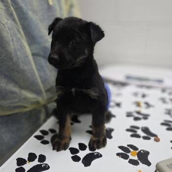 Cherry Blossom -  Shepherd and Mixed Breed Dog for Adoption in Incline Village, Nevada - Cherry Blossom | PetCurious