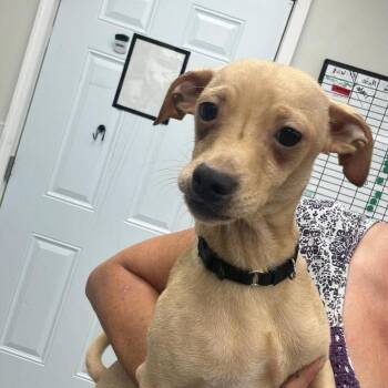 Romance -  Mixed Breed Dog for Adoption in Fredericksburg, Virginia - Romance | PetCurious