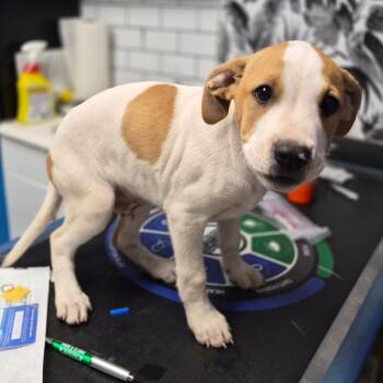 Hound Dogs Available for Adoption in Wahiawa, Hawaii - Aries | PetCurious
