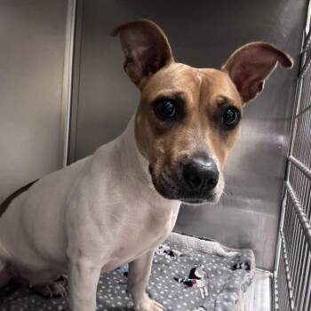 Baseball -  Mixed Breed Dog for Adoption in Asheville, North Carolina - Baseball | PetCurious