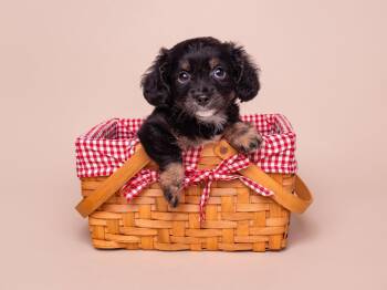 Discount: Target -  Maltese and Chihuahua Dog for Adoption in Palo Alto, California - Discount: Target | PetCurious