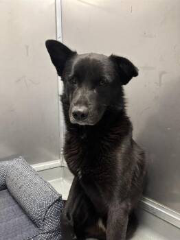 German Shepherd Dog Dogs Available for Adoption - SHELDON | PetCurious