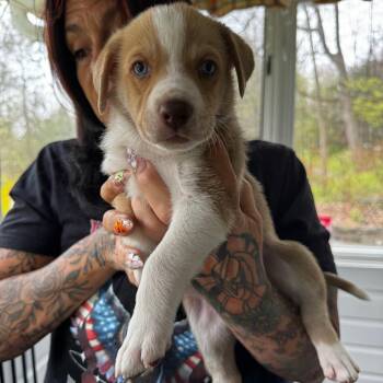 Hound and Mixed Breed Dogs Available for Adoption in Eastford, Connecticut - NY True Avail May 9 (Carmel NY Fire Dept) | PetCurious