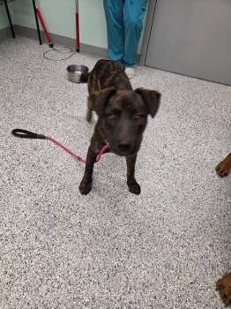 Rottweiler Dogs Available for Adoption in Athens, Tennessee - Reggie | PetCurious