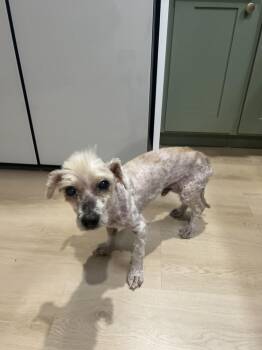 Toby -  Poodle and Terrier Dog for Adoption in Ventura, California - Toby | PetCurious