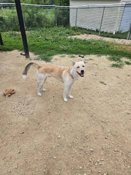 Marty -  Husky Dog for Adoption in Maquoketa, Iowa - Marty | PetCurious