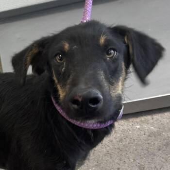 112055 -  Mixed Breed Dog for Adoption in Las Cruces, New Mexico - 112055 | PetCurious