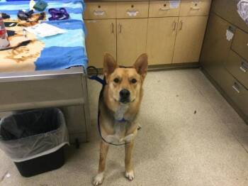 GOJI -  German Shepherd Dog Dog for Adoption in Riverside, California - GOJI | PetCurious