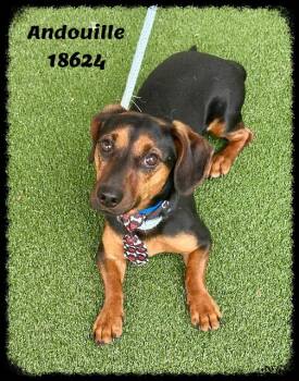 Dachshund Dogs Available for Adoption in Marietta, Georgia - ANDOUILLE | PetCurious