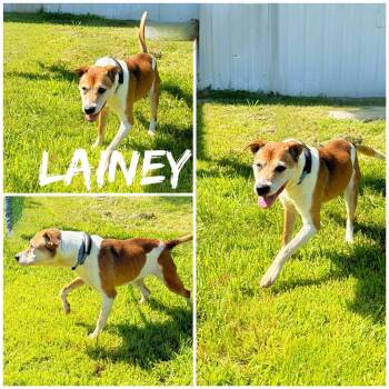 Lainey -  Hound and Mixed Breed Dog for Adoption in Saint James, Missouri - Lainey | PetCurious