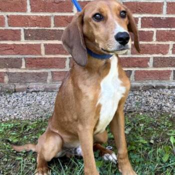 Santana -  Hound and Mixed Breed Dog for Adoption in Chester, Maryland - Santana | PetCurious