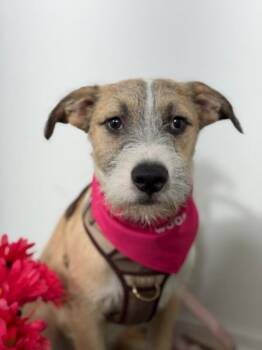 Buzz-One of our Amazing Rescue Dogs -  Border Terrier and Schnauzer Dog for Adoption in Carlsbad, California - Buzz-One Of Our Amazing Rescue Dogs | PetCurious