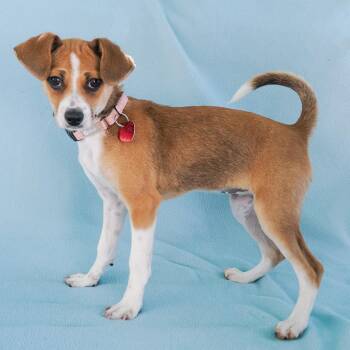 Beagle and Mixed Breed Dogs Available for Adoption - BELLINI | PetCurious