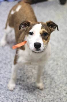 Hound Dogs Available for Adoption in Manchester, New Hampshire - Ashtyn In NH! Come Meet Our Adoptable Dogs Wednesday-Saturday. M | PetCurious