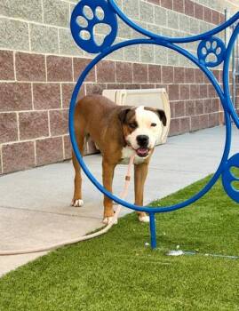 *Ahsoka* -  Boxer Dog for Adoption in Salt Lake City, Utah - *Ahsoka* | PetCurious