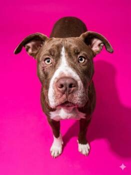Mixed Breed Dogs Available for Adoption in Jacksonville, Florida - DARLING NIKKI | PetCurious
