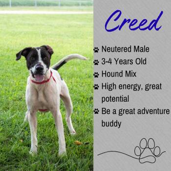 Creed -  Hound Dog for Adoption in Junction City, Kansas - Creed | PetCurious