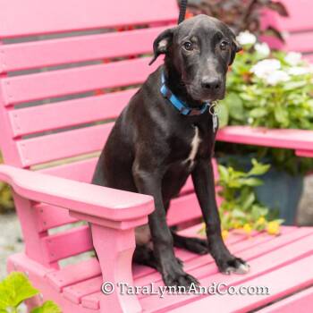 Dario -  Retriever Dog for Adoption in Wake Forest, North Carolina - Dario | PetCurious