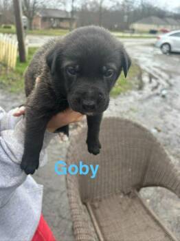 Labrador Retriever and Mixed Breed Dogs Available for Adoption in Hillsboro, Ohio - Goby | PetCurious