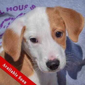 Archie -  Collie and Border Collie Dog for Adoption in Huntley, Illinois - Archie | PetCurious