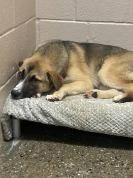 Kai -  Husky Dog for Adoption in Burnsville, North Carolina - Kai | PetCurious