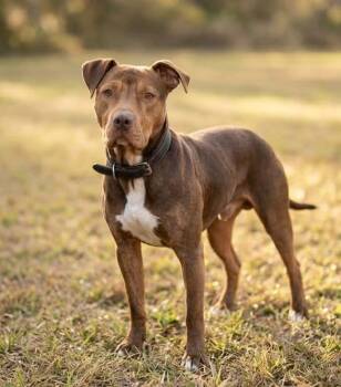Mixed Breed Dogs Available for Adoption in Umatilla, Florida - Clifford | PetCurious