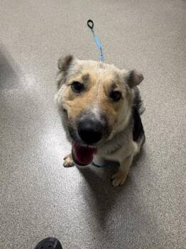 Freya -  German Shepherd Dog and Mixed Breed Dog for Adoption in Pequot Lakes, Minnesota - Freya | PetCurious