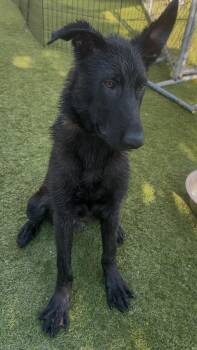 Rescue Belgian Shepherd Malinois Dogs for Adoption in San Diego, California - Mato | PetCurious
