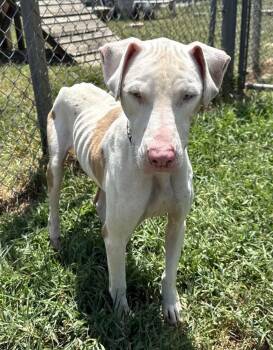 Butterfinger  -  Pit Bull Terrier Dog for Adoption in Silsbee, Texas - Butterfinger  | PetCurious