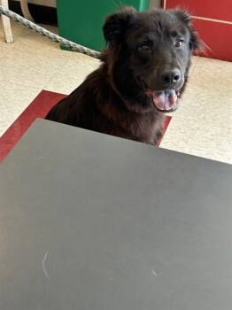 Chili A219608 -  Flat Coated Retriever Dog for Adoption in Plano, Texas - Chili A219608 | PetCurious
