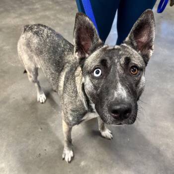 Shepherd and Mixed Breed Dogs Available for Adoption in Tampa, Florida - Kelly | PetCurious