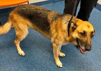 Courage Sweet and Gentle Shepherd Boy -  German Shepherd Dog Dog for Adoption in Charlottesville, Virginia - Courage Sweet And Gentle Shepherd Boy | PetCurious