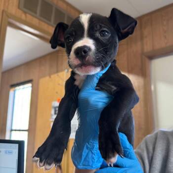 Mixed Breed Dogs Available for Adoption - Romeo | PetCurious