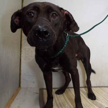 Rescue Labrador Retriever and Mixed Breed Dogs for Adoption in Springfield, Missouri - Mary Jane | PetCurious