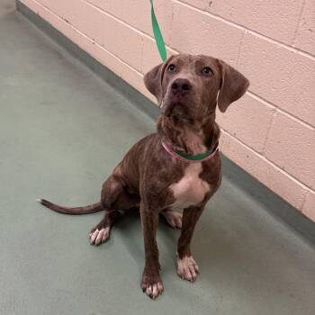 Cherish -  Mixed Breed Dog for Adoption in Memphis, Tennessee - Cherish | PetCurious