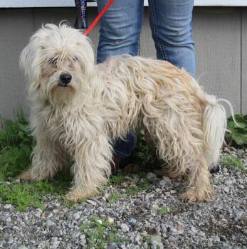 Rescue Poodle and Mixed Breed Dogs for Adoption in Vacaville, California - Que | PetCurious