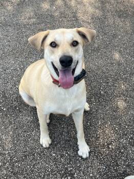 Rescue Labrador Retriever Dogs for Adoption in Silsbee, Texas - Lucky | PetCurious