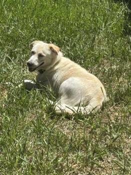 Daisy -  Siberian Husky and Labrador Retriever Dog for Adoption in Liverpool, Texas - Daisy | PetCurious
