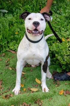 Rescue Pit Bull Terrier Dogs for Adoption in Berea, Kentucky - Debo | PetCurious