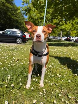 Rescue Mixed Breed Dogs for Adoption in Puyallup, Washington - Elsa | PetCurious